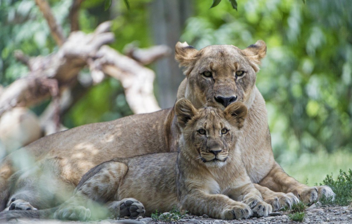 Мама львица