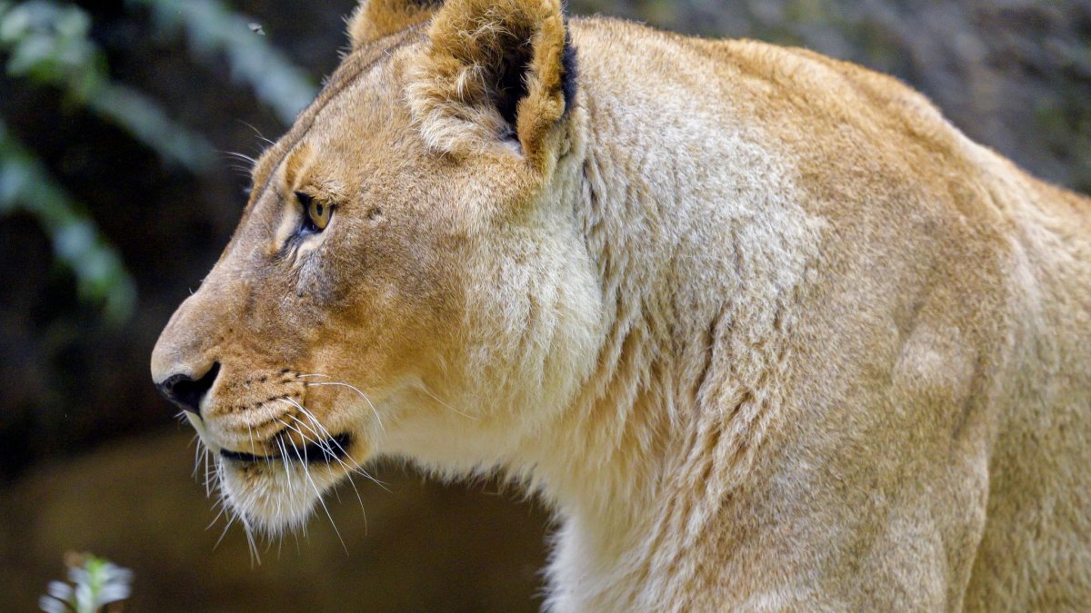 Хищные кошки Армении