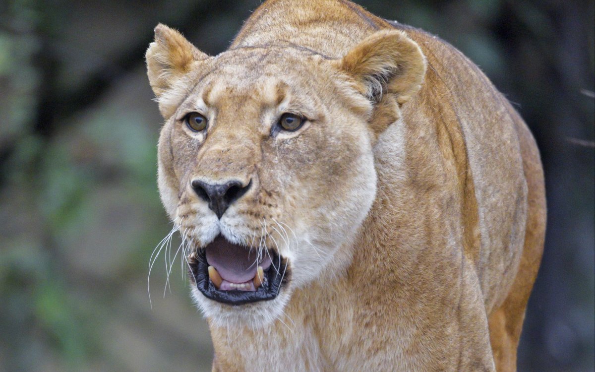 Миша рисунок львица