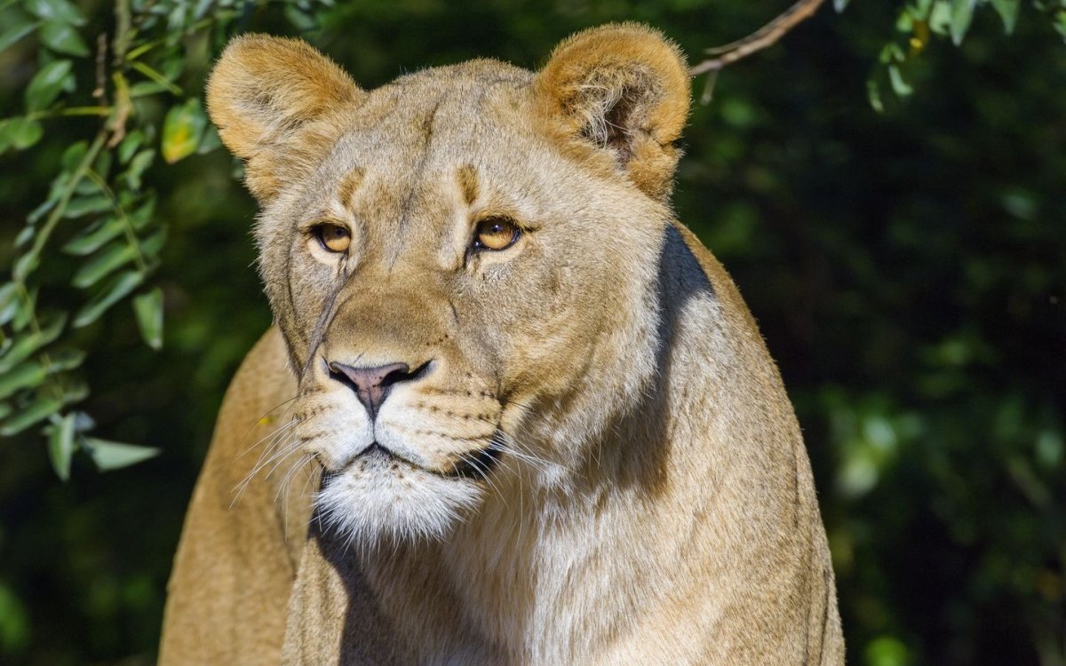 Хищные животные фото качественные