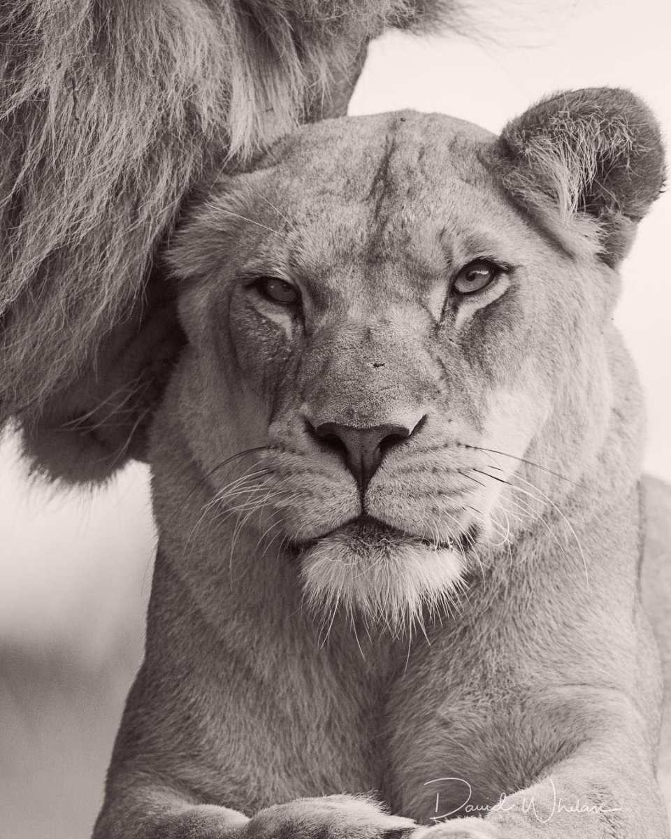 Лев черно белый