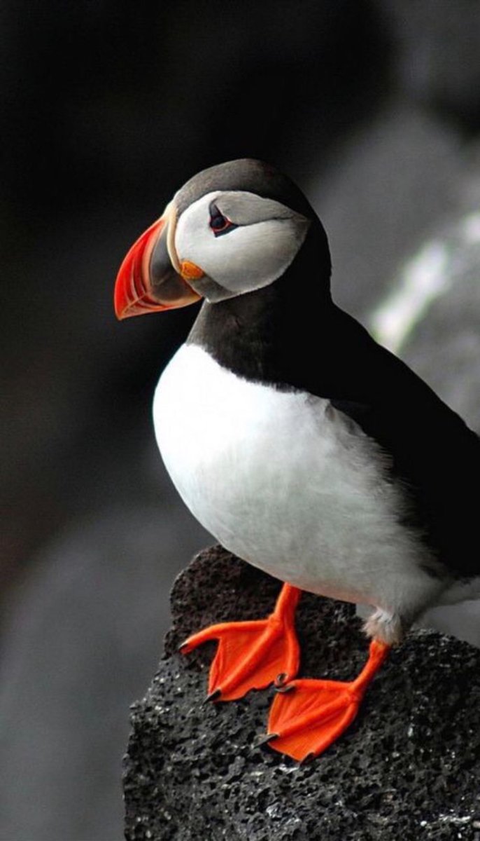 Атлантический паффин