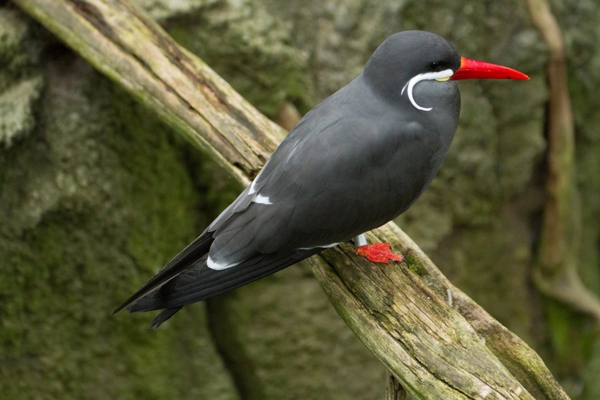 Птица с красным клювом