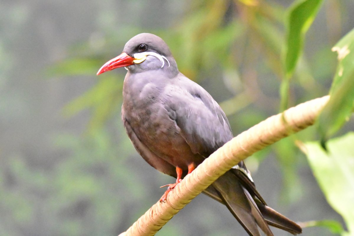 Чёрная птица с жёлтым клювом морская