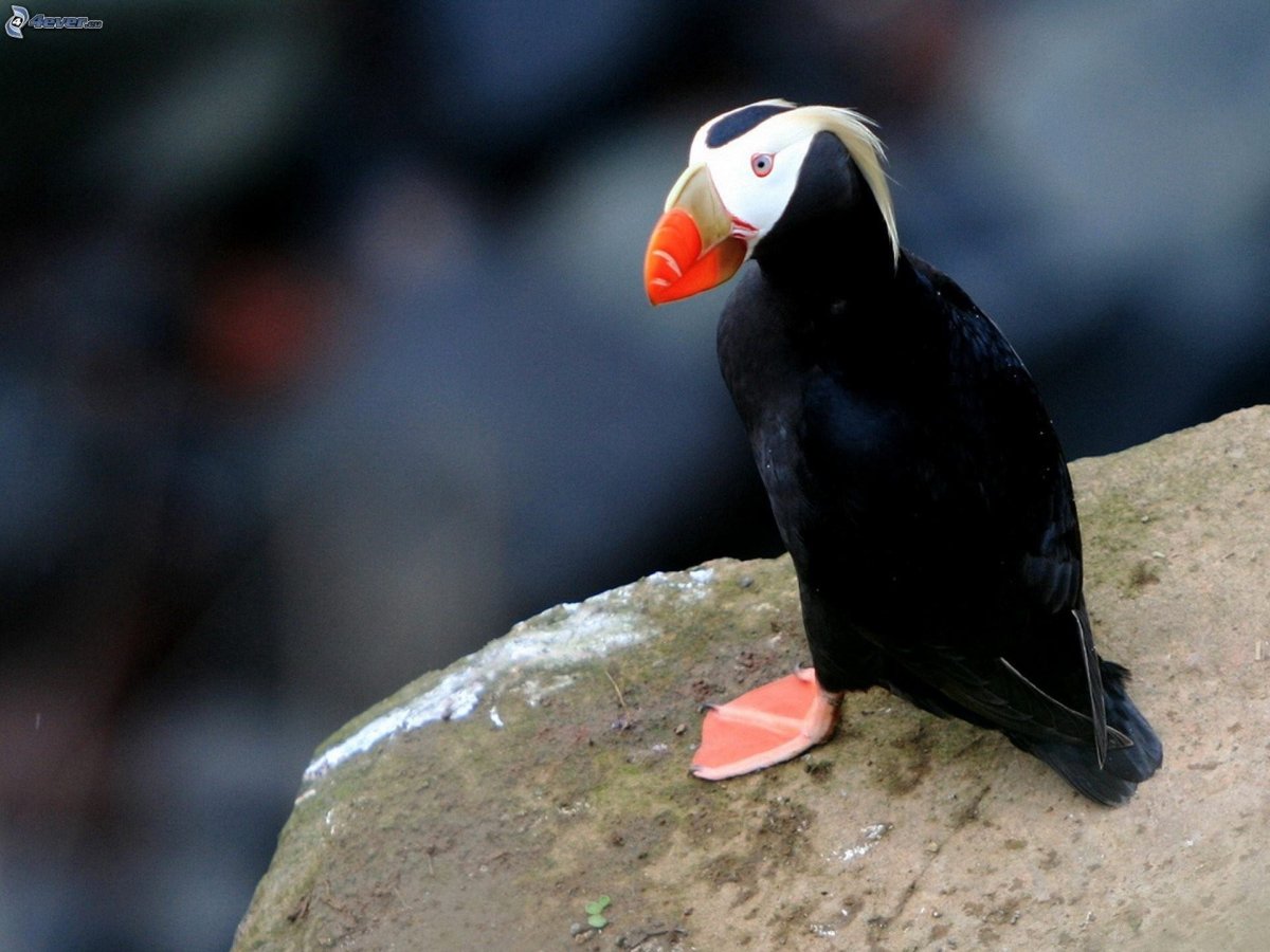 Тупик длиннохохлый