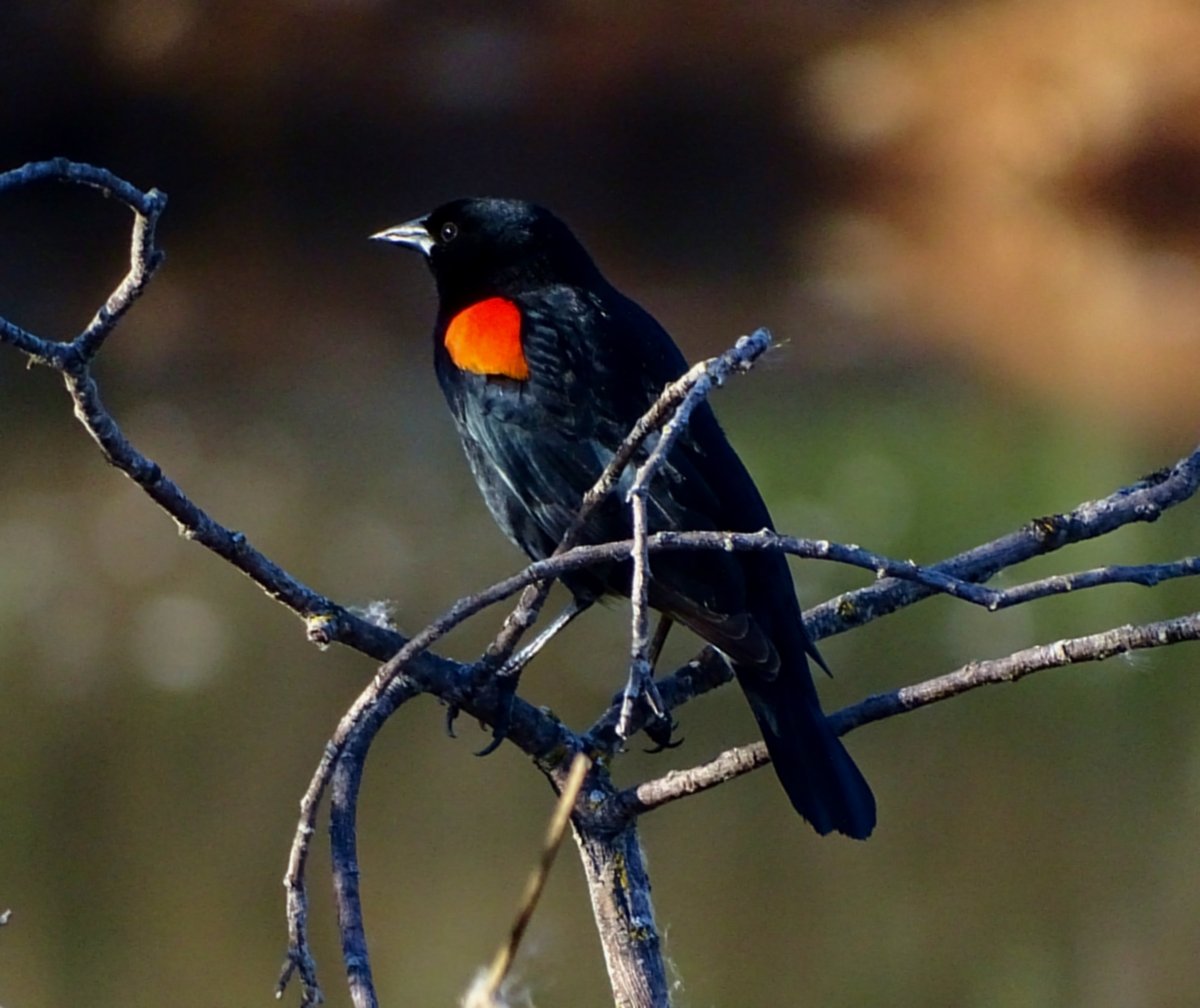 Черный Дрозд с красным клювом