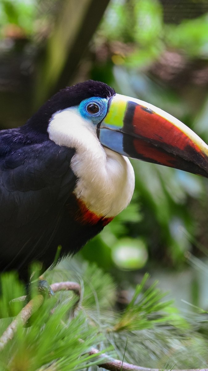 Желтоклювый Тукан