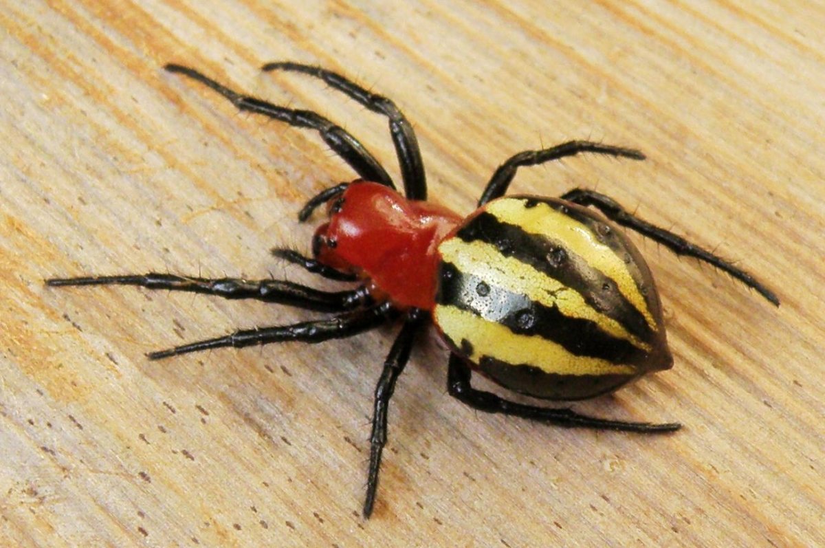 Черный паук с желтой полосой