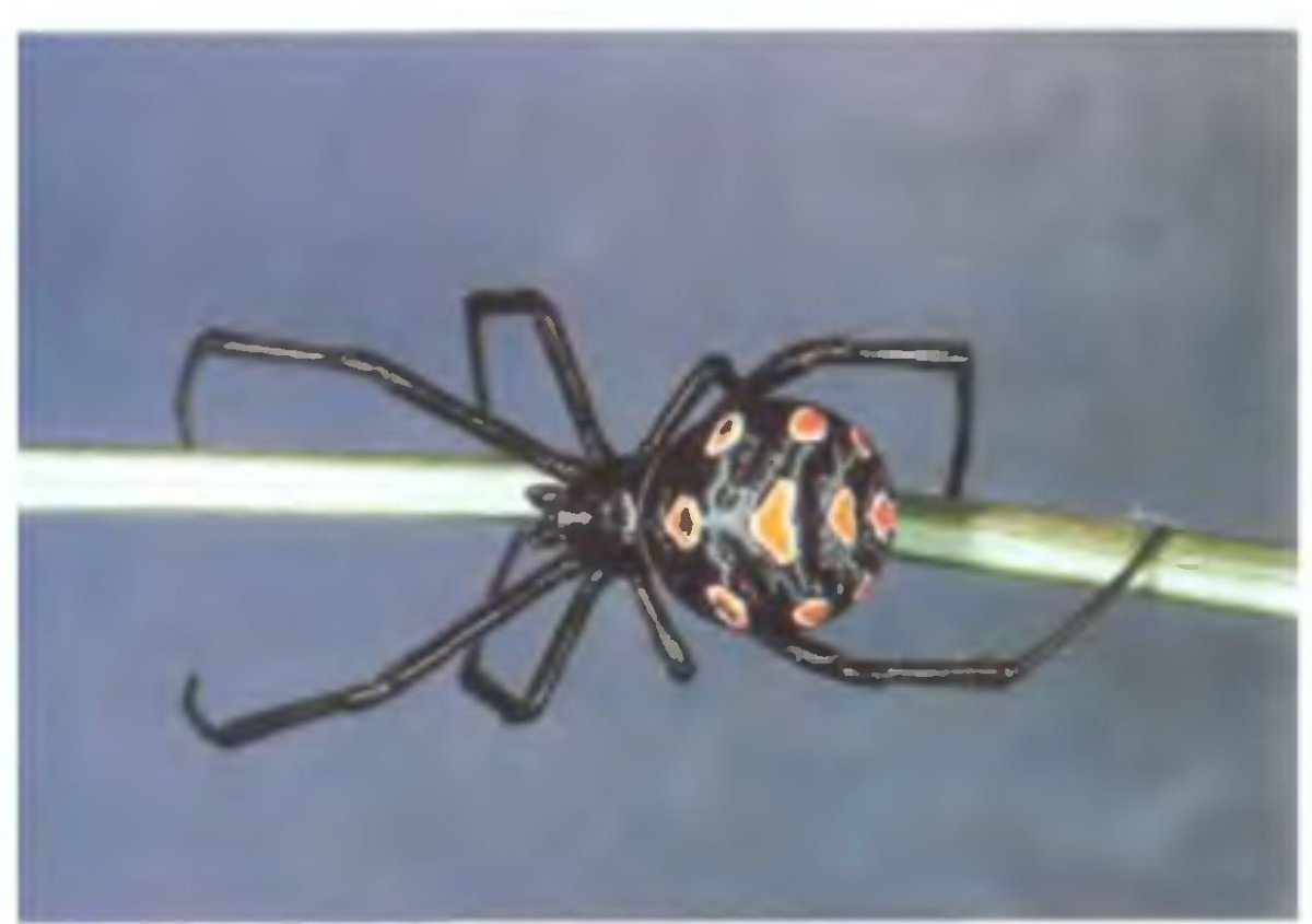 Черный паук с оранжевыми пятнами
