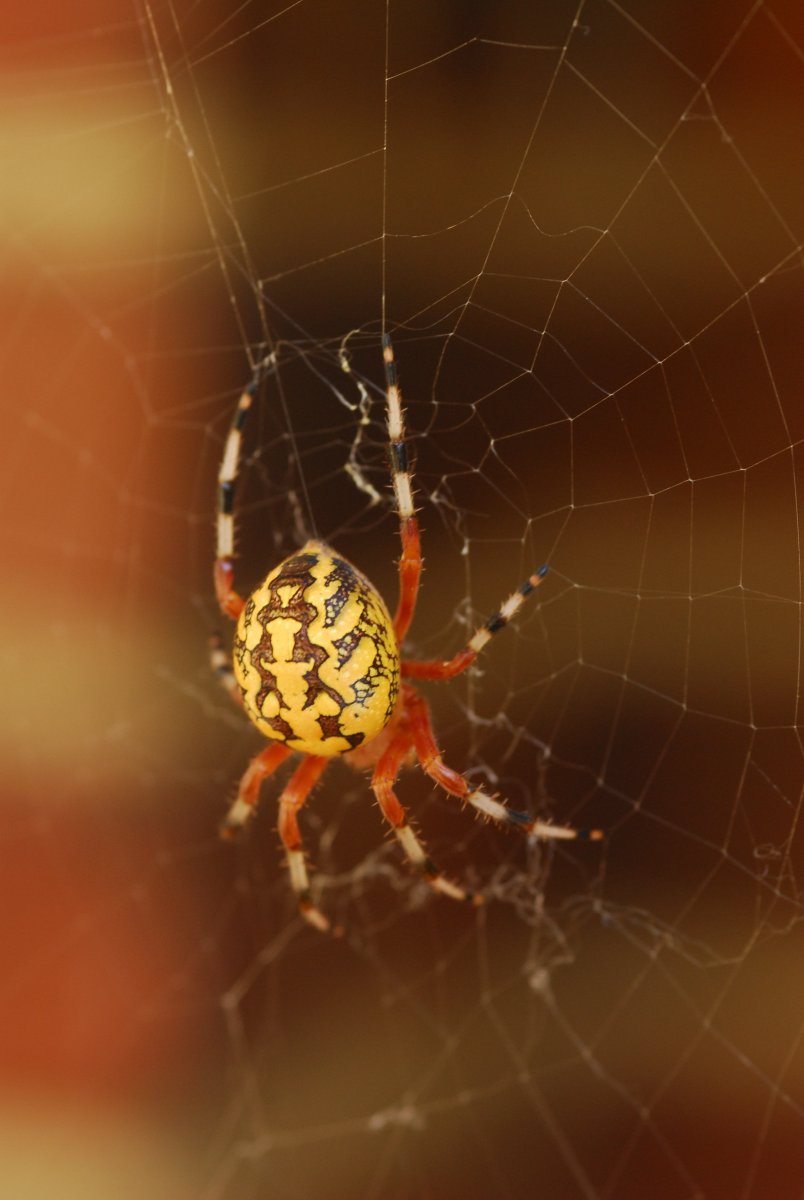 Паук Рэд Спайдер
