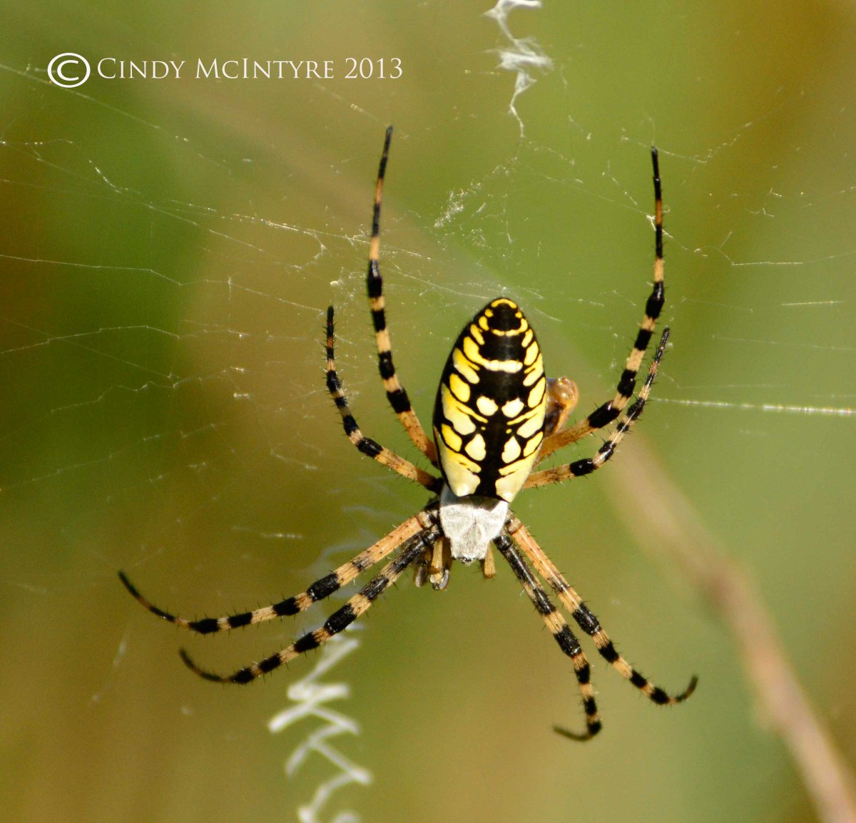 Чёрный паук с жёлтыми пятнами на брюшке