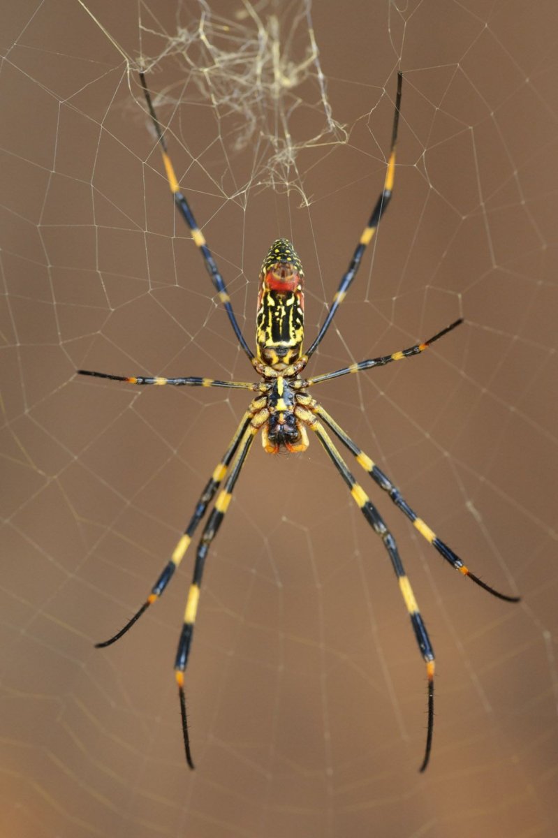 Nephila clavata
