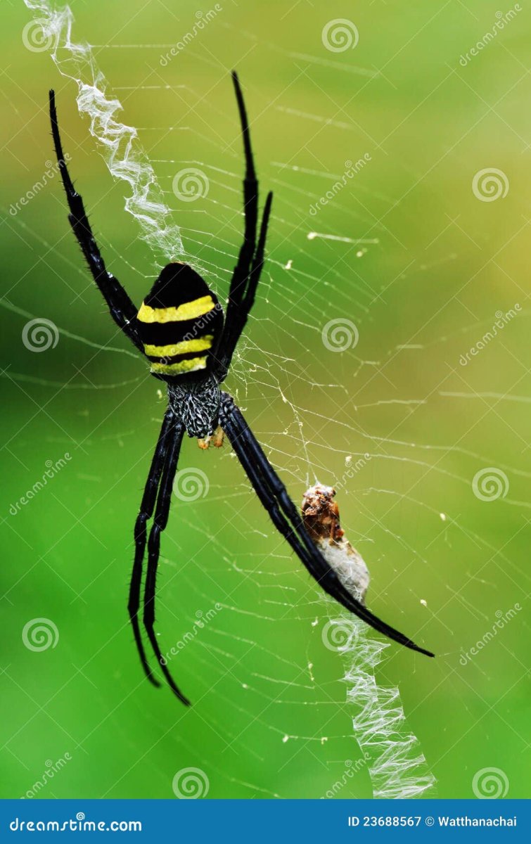 Паук с черно желтыми лапками