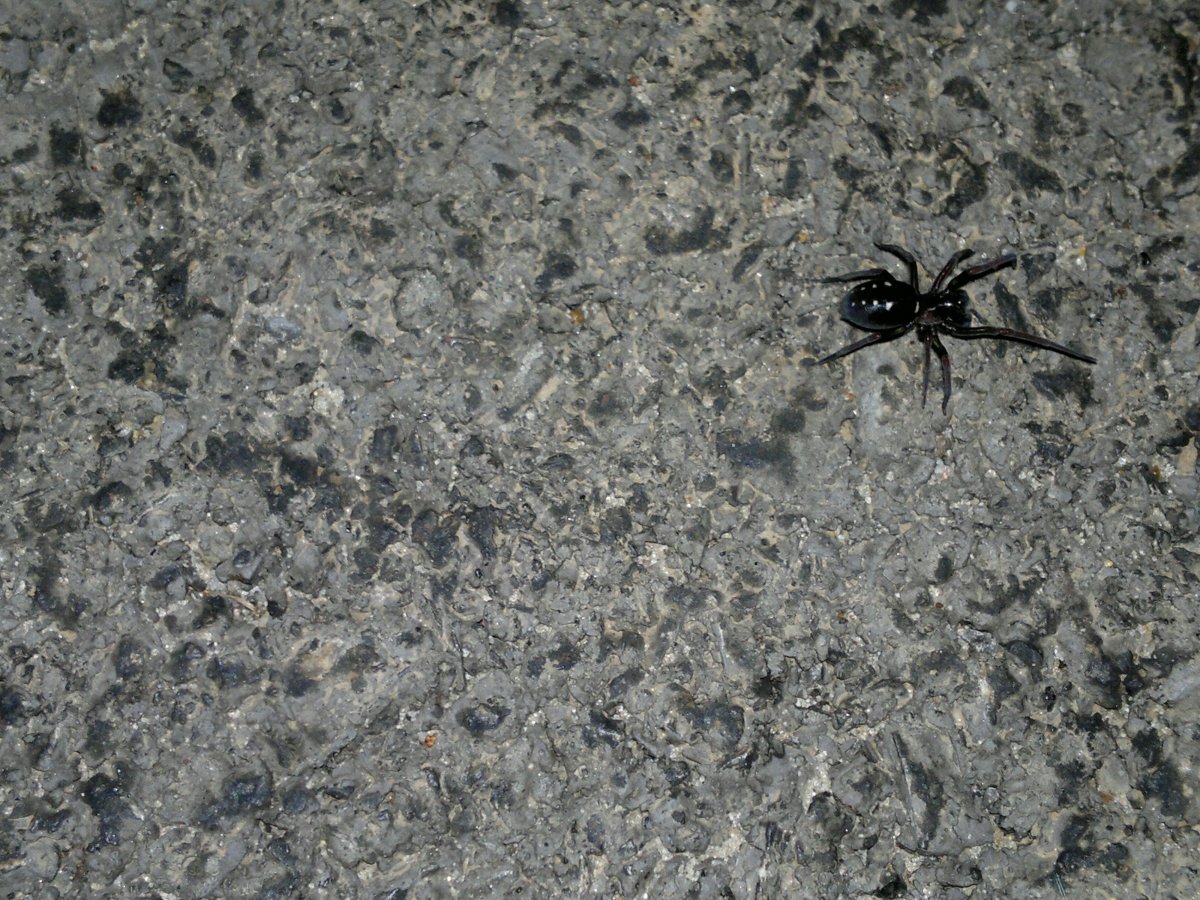 Чёрный паук с белыми пятнами на спине