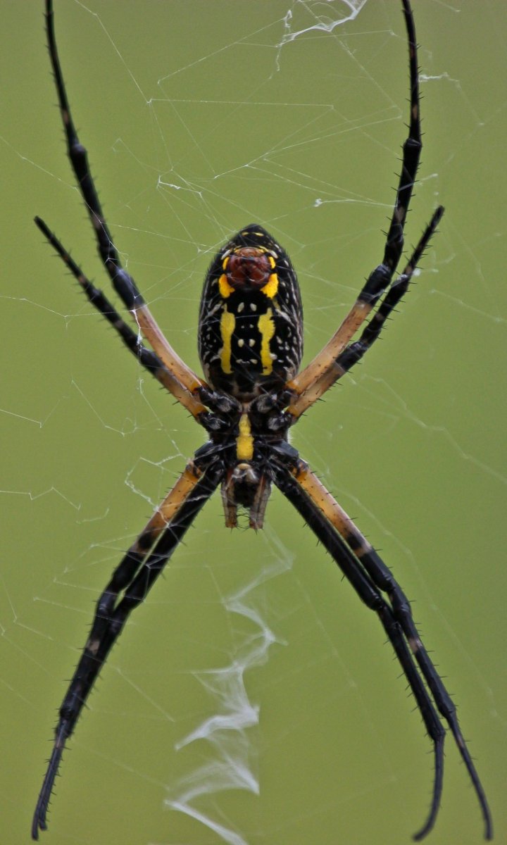 Argiope aurantia паук
