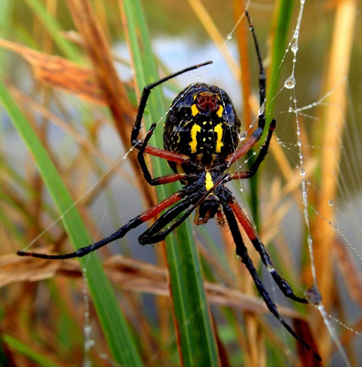 Черно оранжевый паук