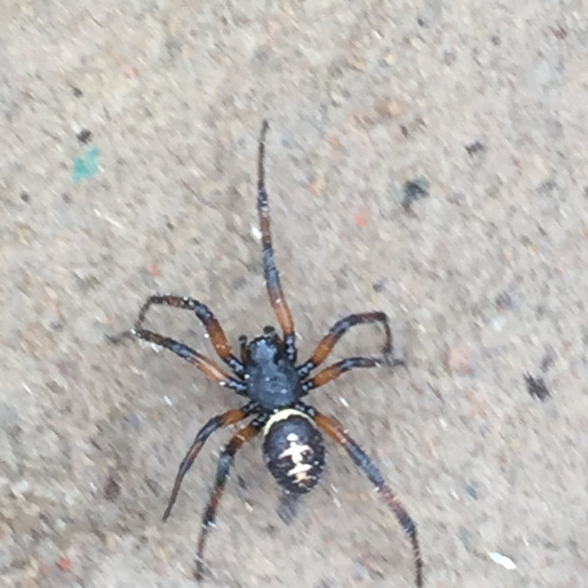 Паук Крестоносец черный