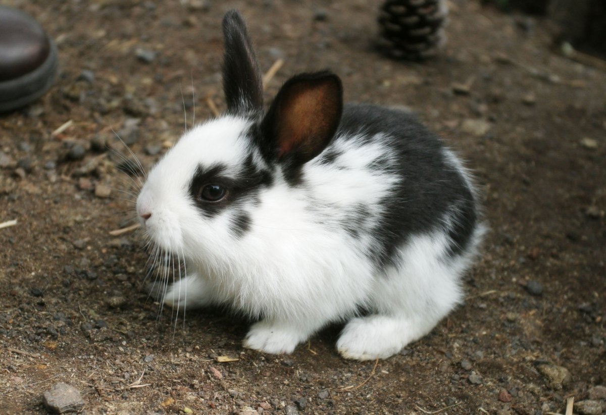 Карликовая бабочка кролик