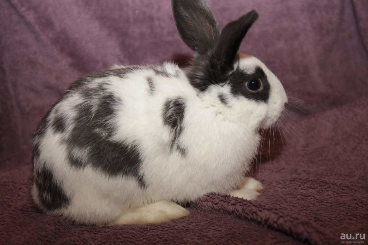 Кролик карликовый пятнистый