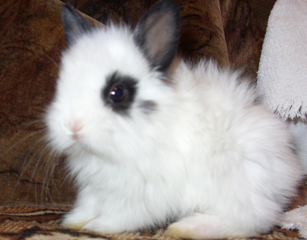 Ангорский карликовый кролик