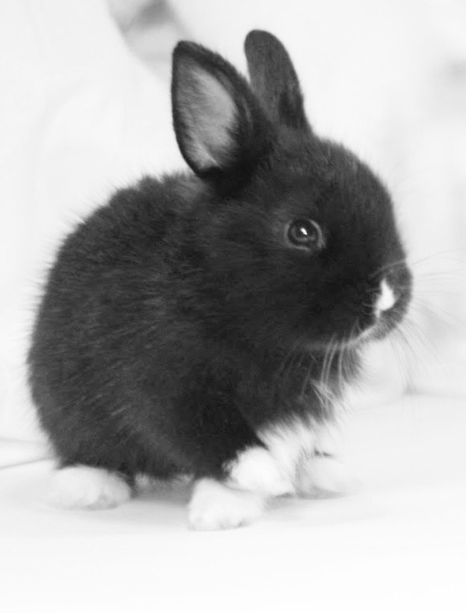 Карликовый кролик черный