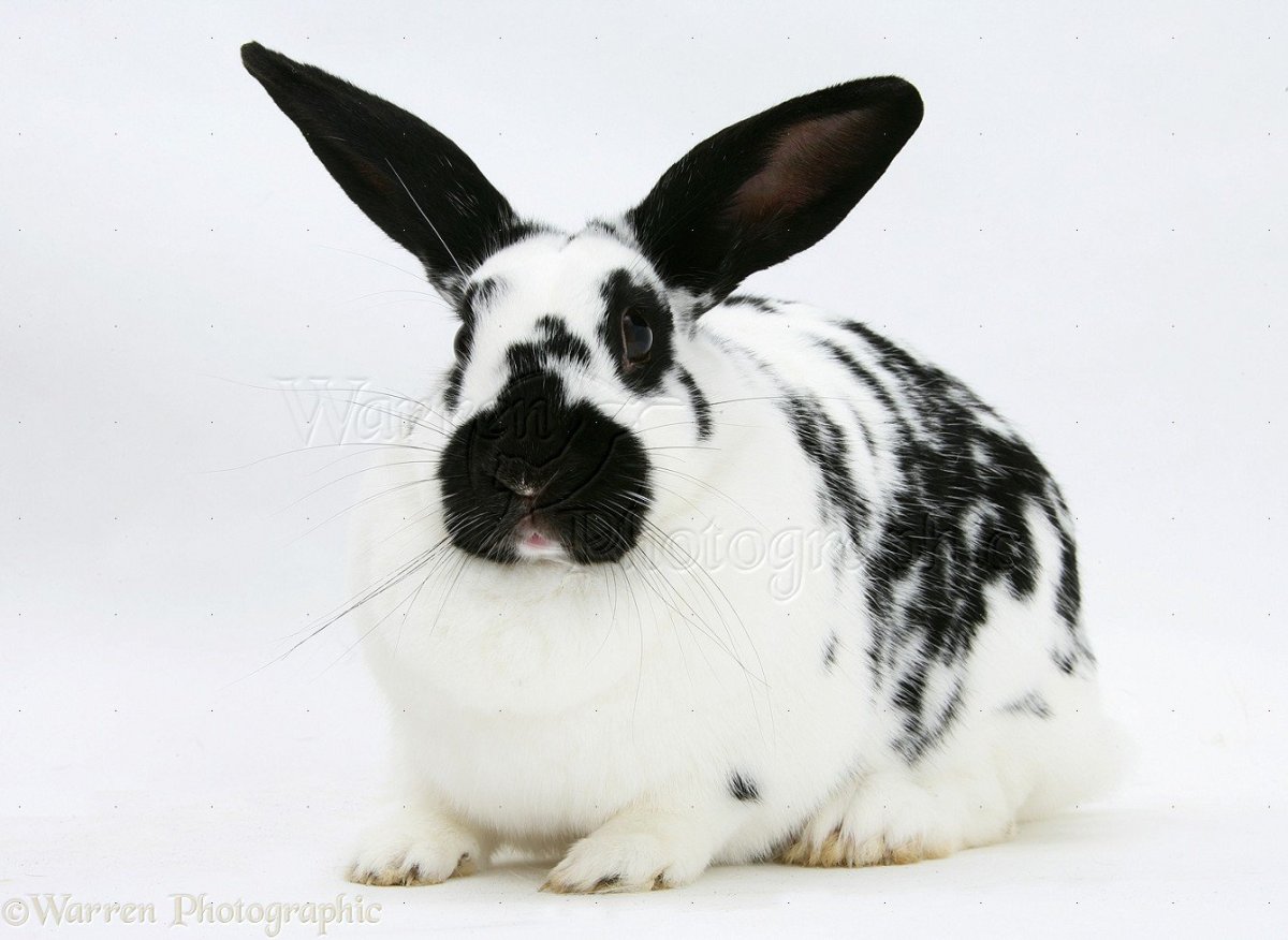 Белый заяц с черными ушами