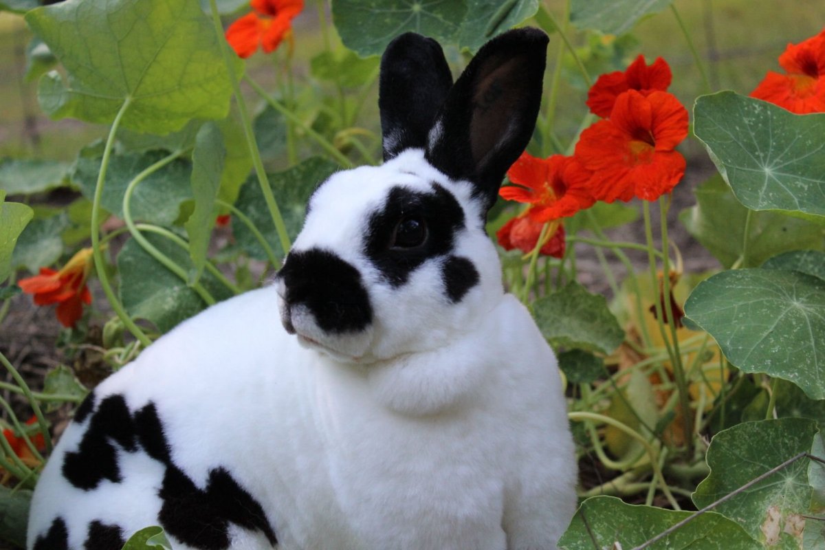 Строкач кролик