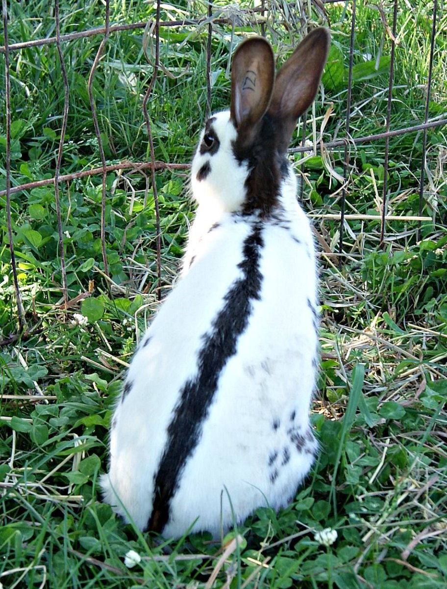 Кролики великаны породы бабочка