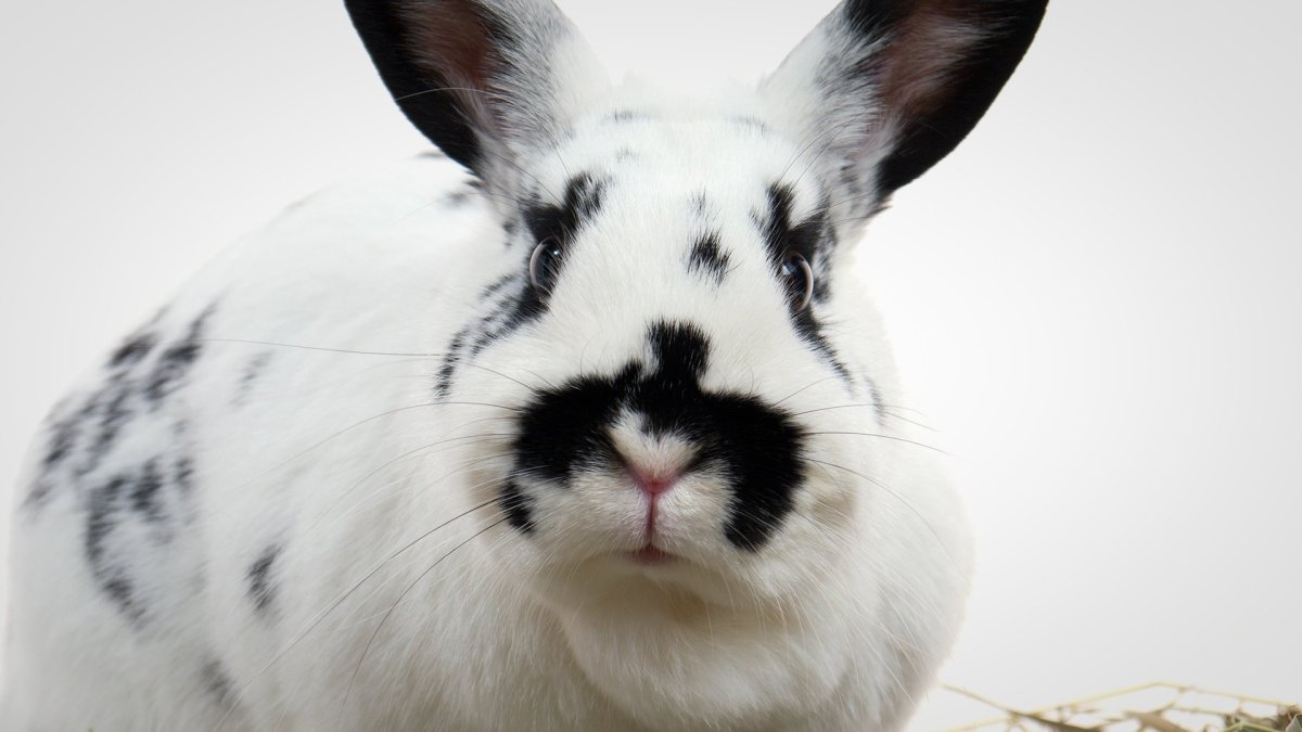 Кролик белыми с однородным фоном