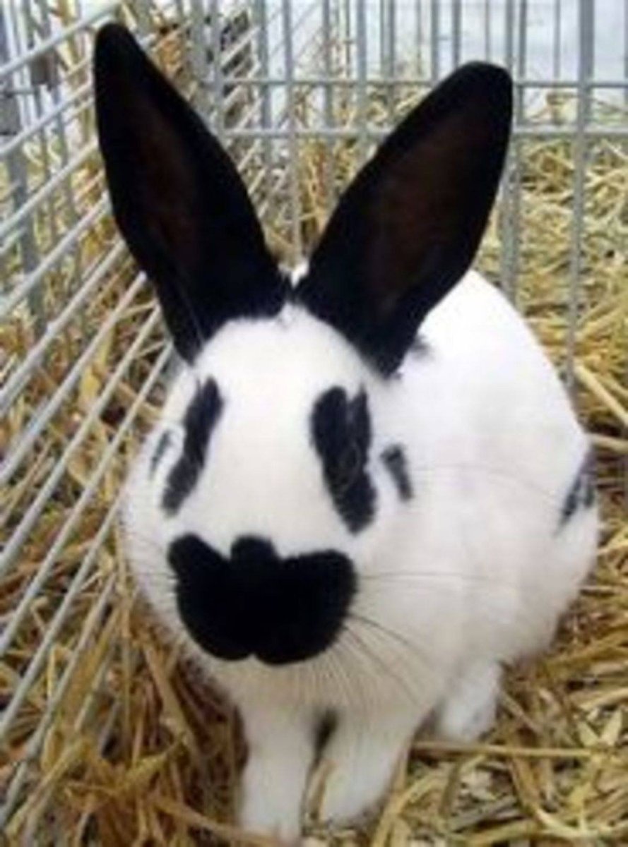 Кролики породы бабочка