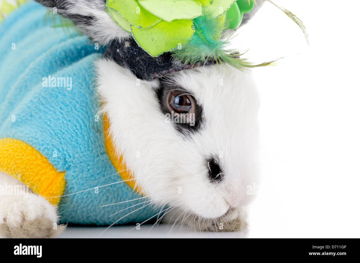 Далматин бело розовый кролик купить