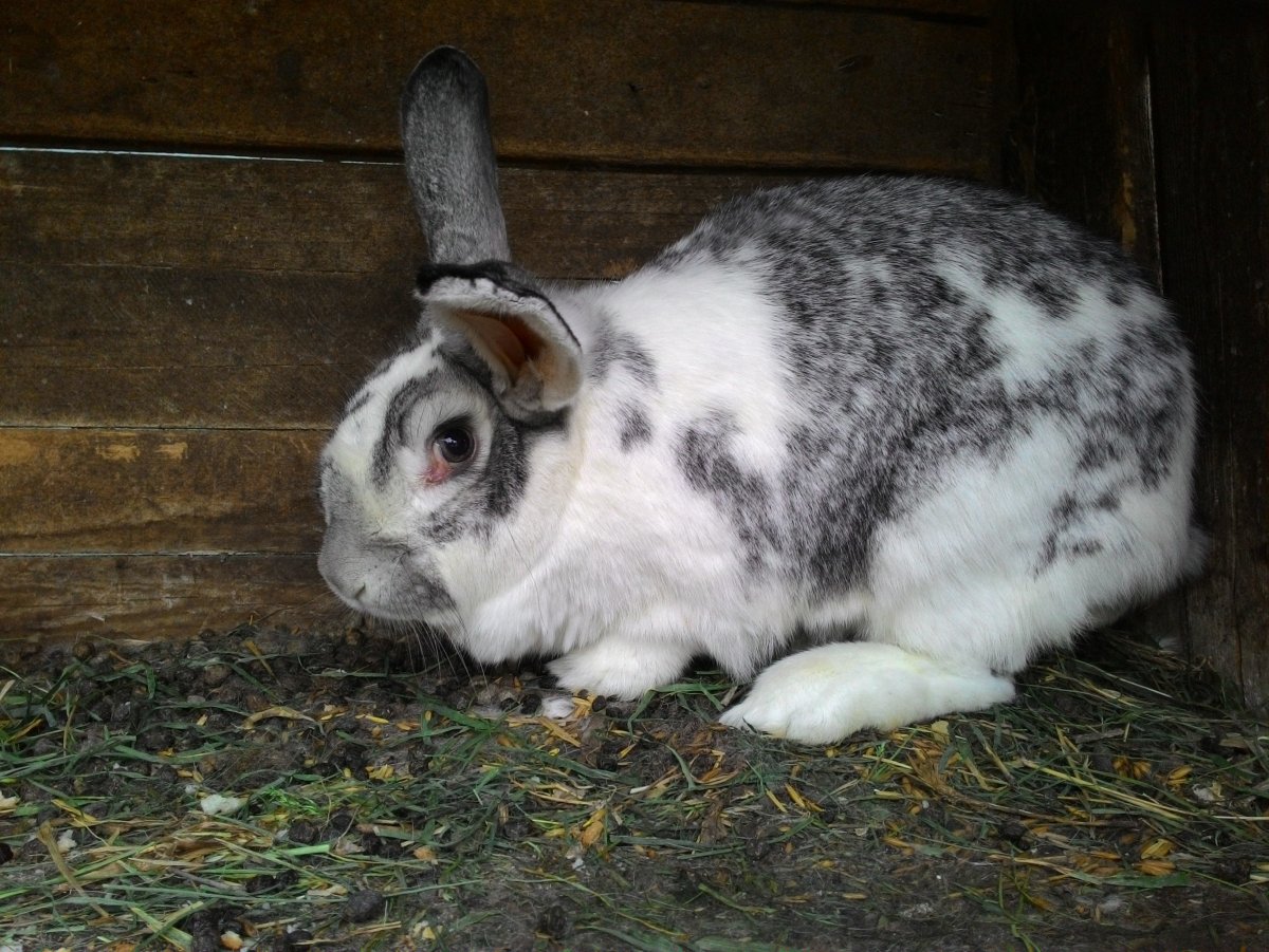Кролики породы бабочка