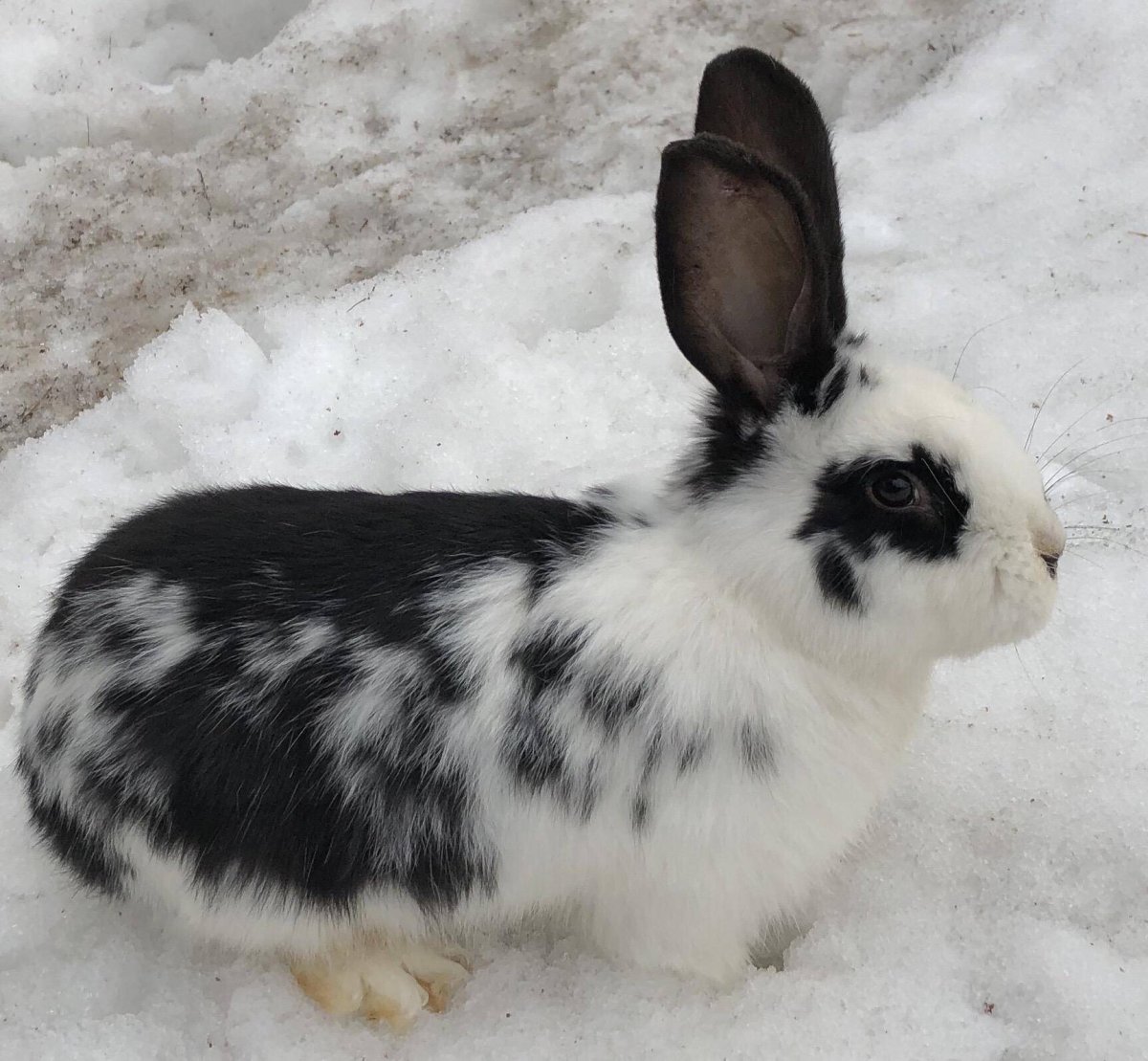 Кролики породы Строкач