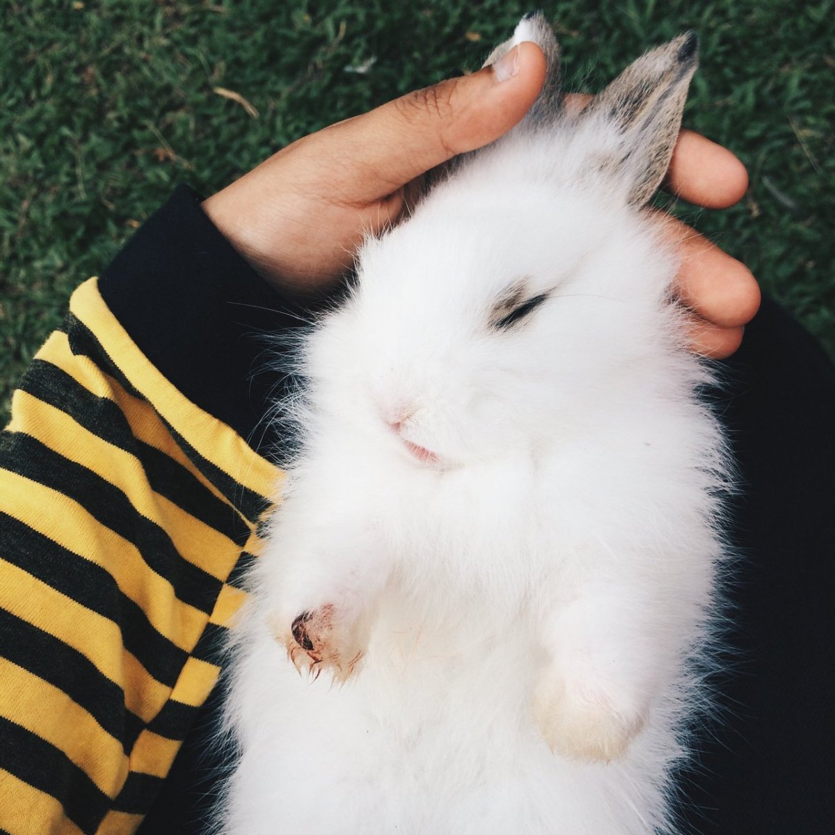 Кролик сохры