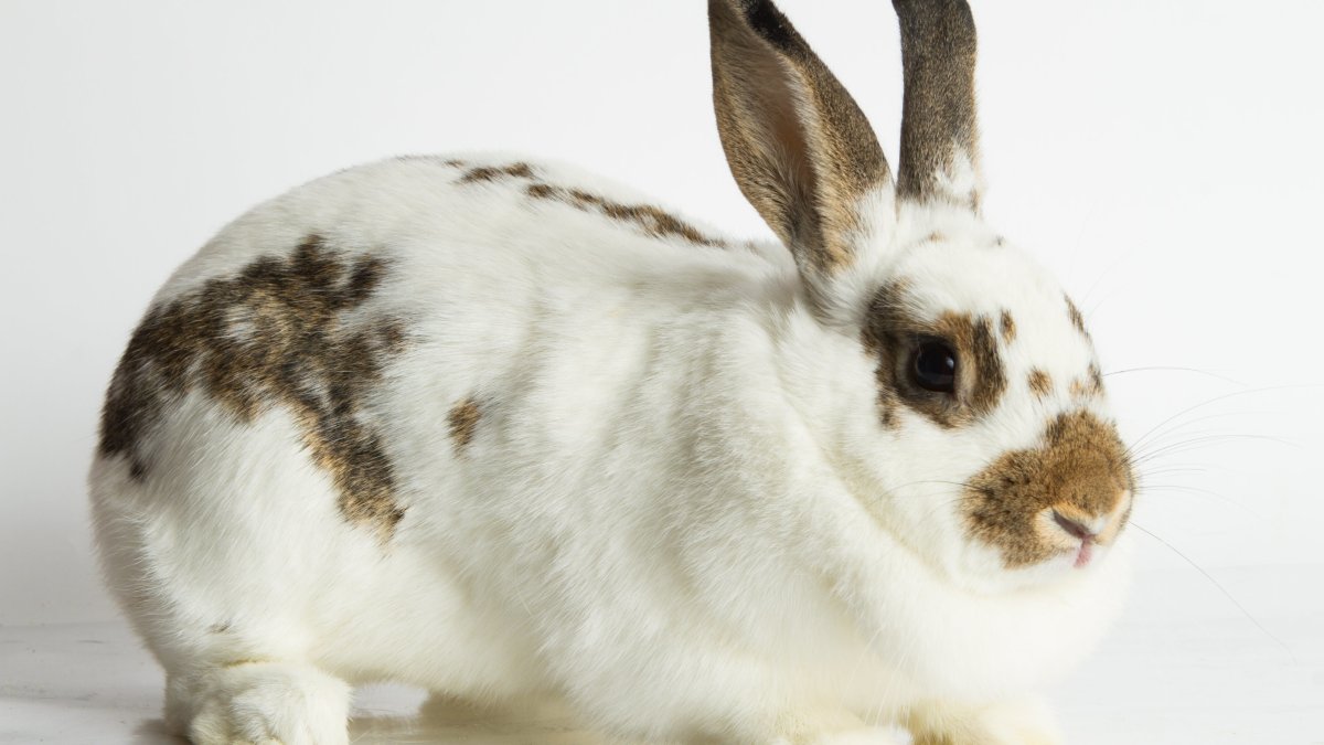 Кролик породы рекс