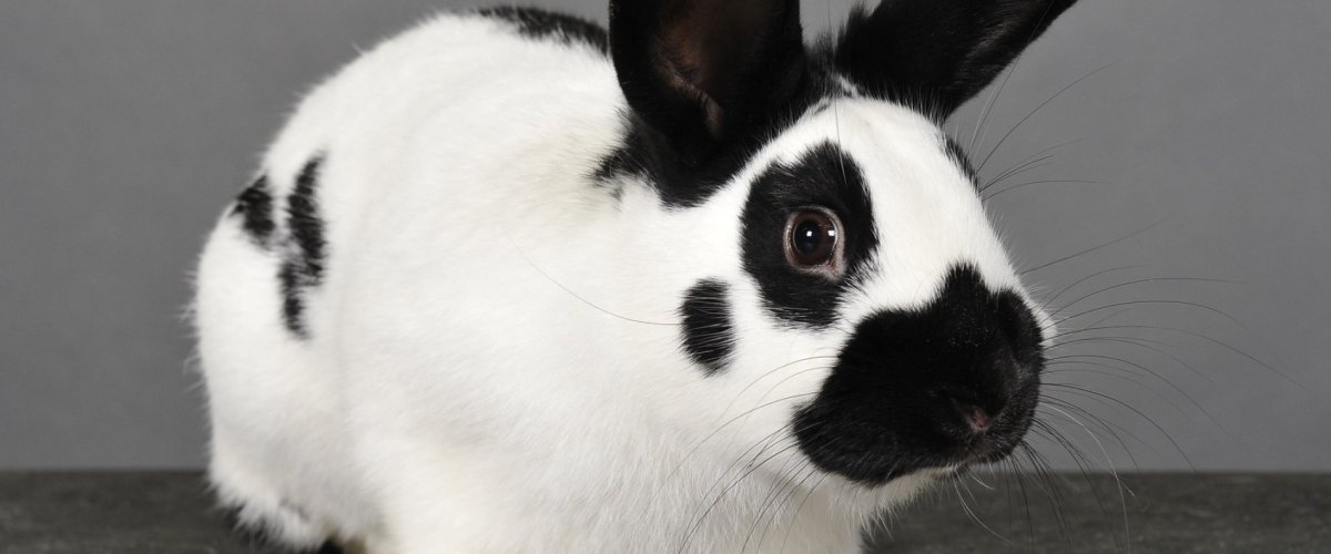 Кролики породы карликовая бабочка