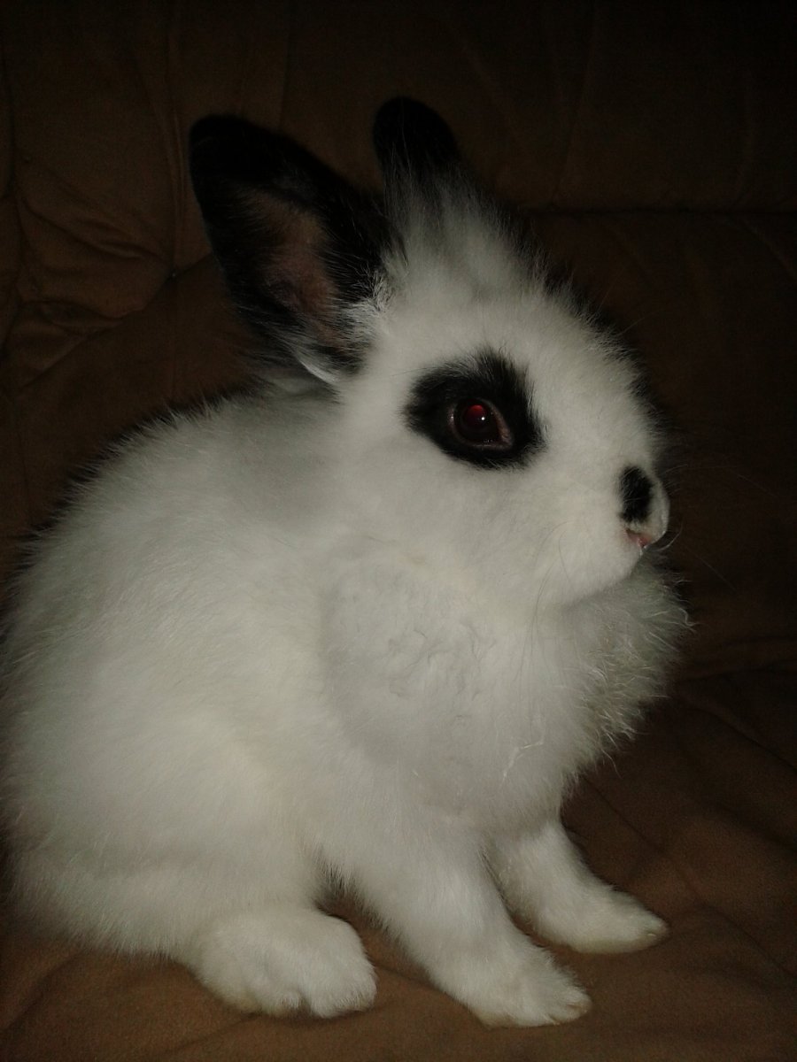 Карликовый Русак декоративный кролик