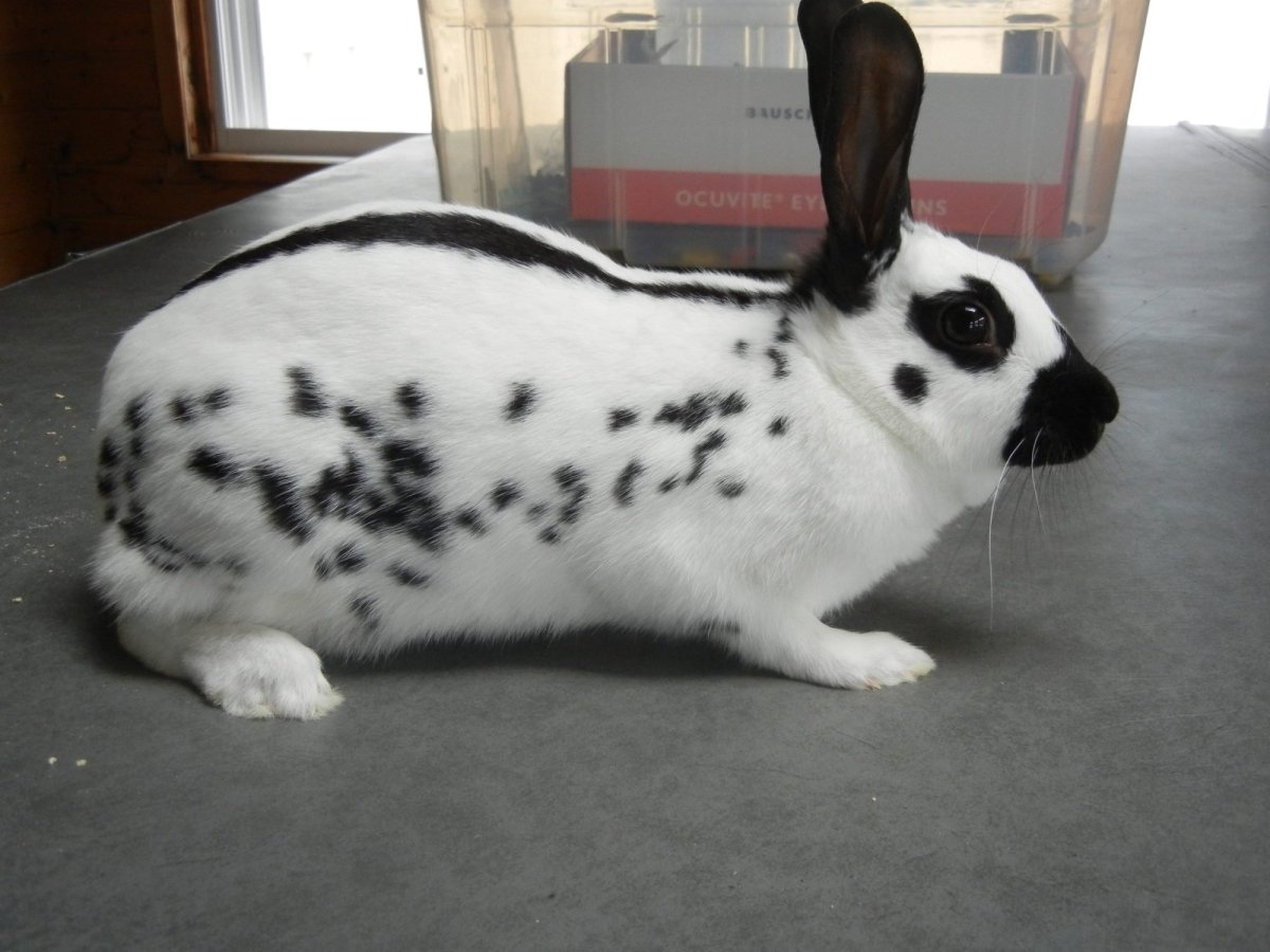 Карликовая бабочка кролик