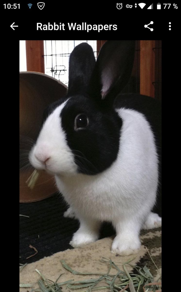 Датский голландский кролик