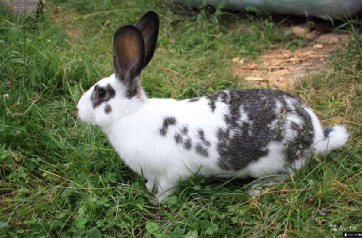 Кролик бабочка великан