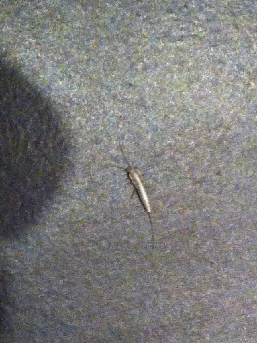 Жук чешуйница