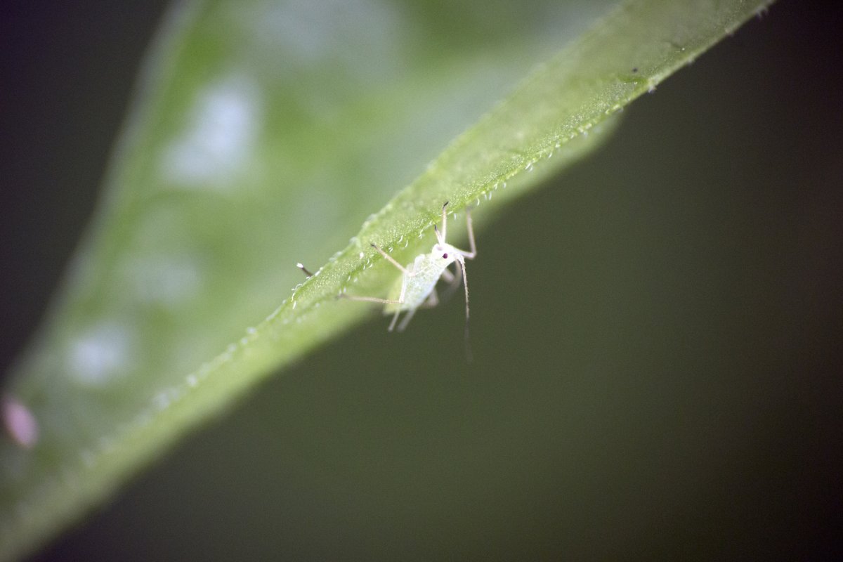 Белая тля на петунии