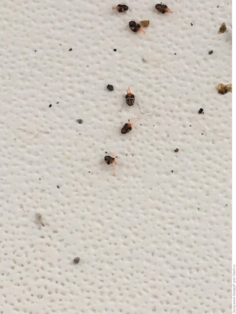 Жук кожеед экскременты