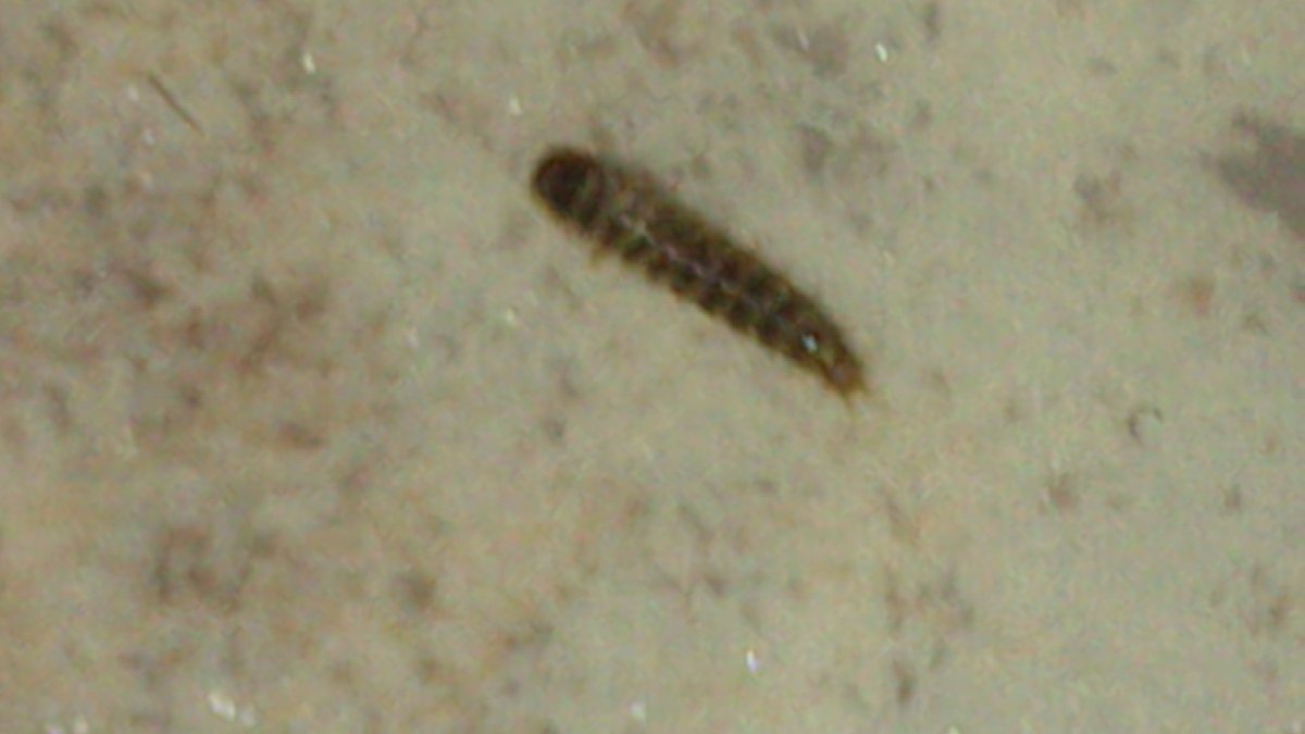 Личинки червячки мелкие темные