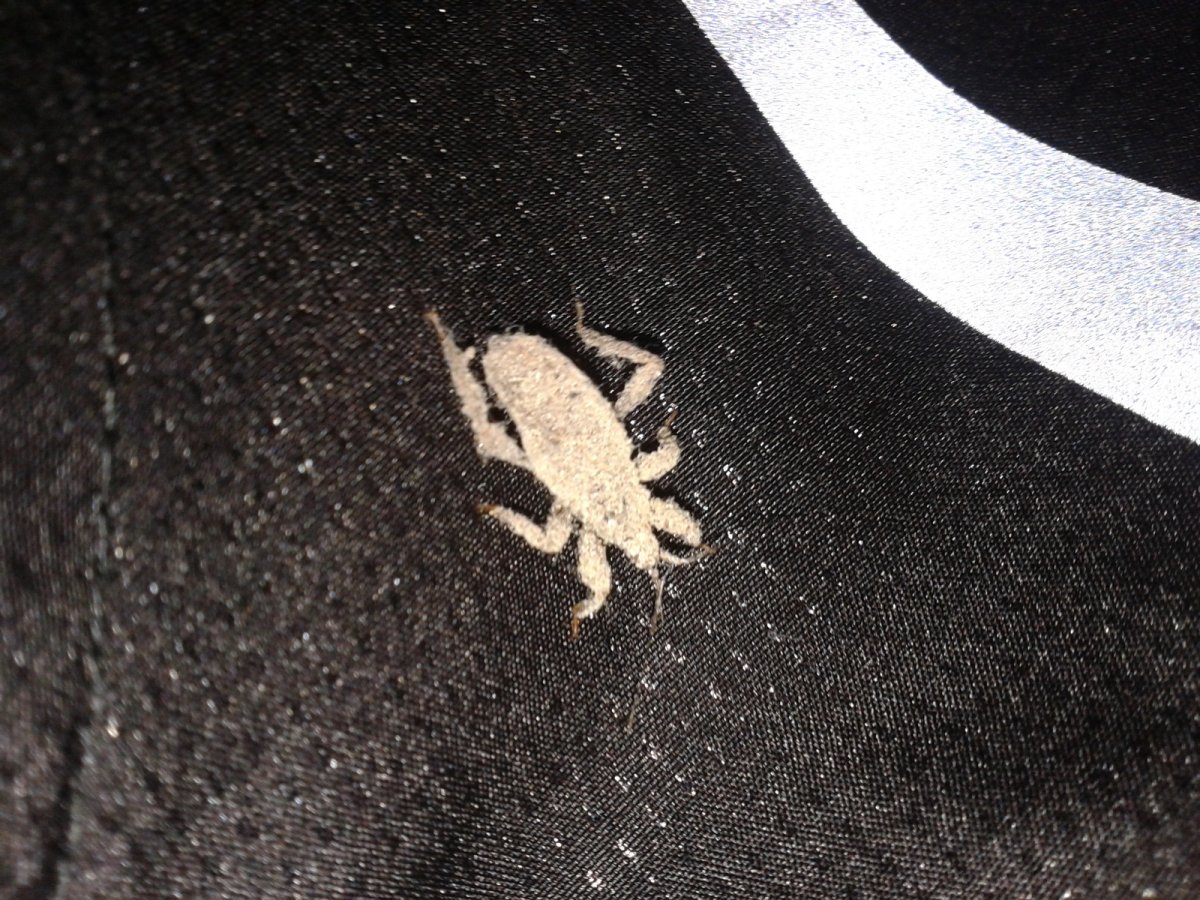 Пыльные насекомые