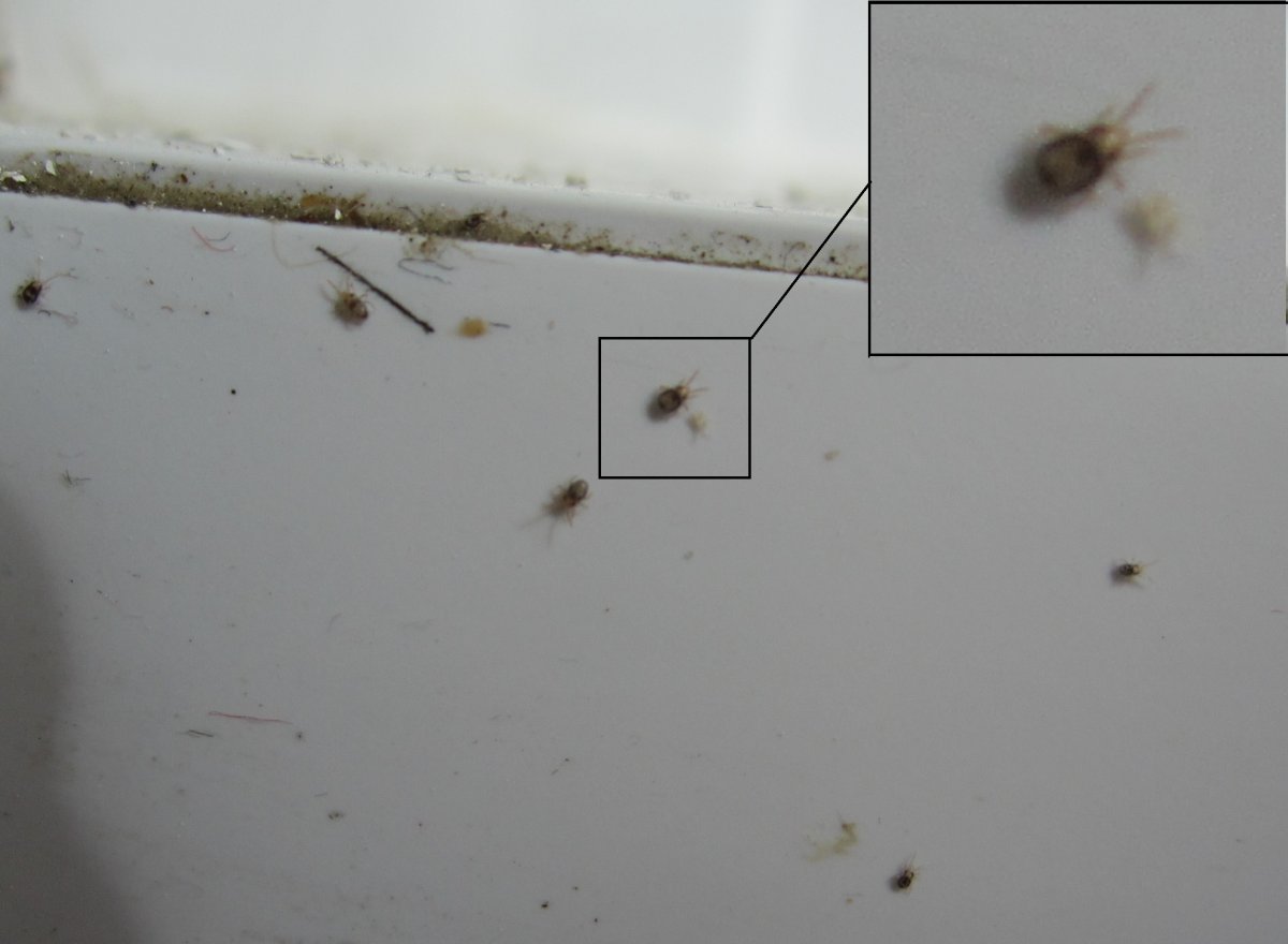 Мелкие букашки на балконе