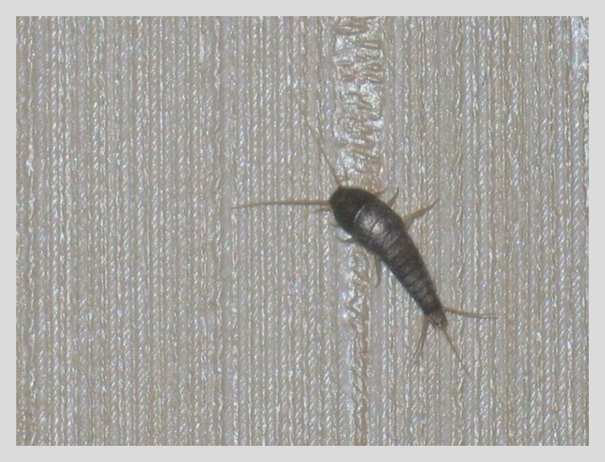 Мокрица чешуйница ЛОВУШКА