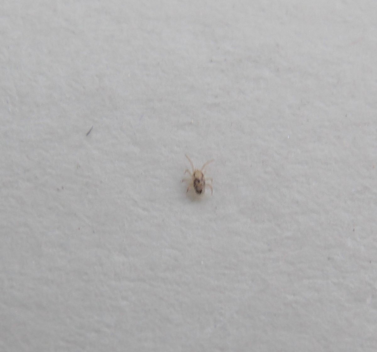 Маленький черный жучок 6лапок