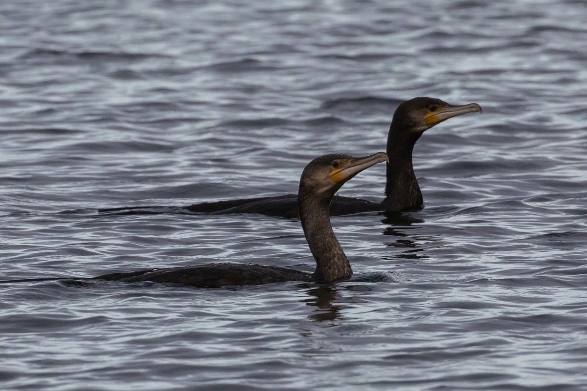 Водоплавающие птицы черного моря