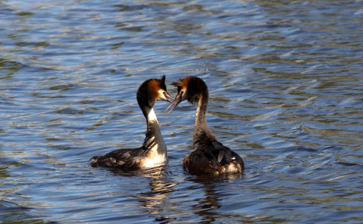 Птицы Анапы водоплавающие
